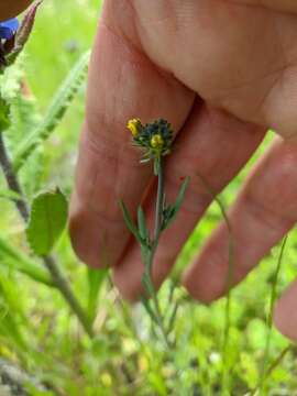 Image de Linaria simplex (Willd.) DC.