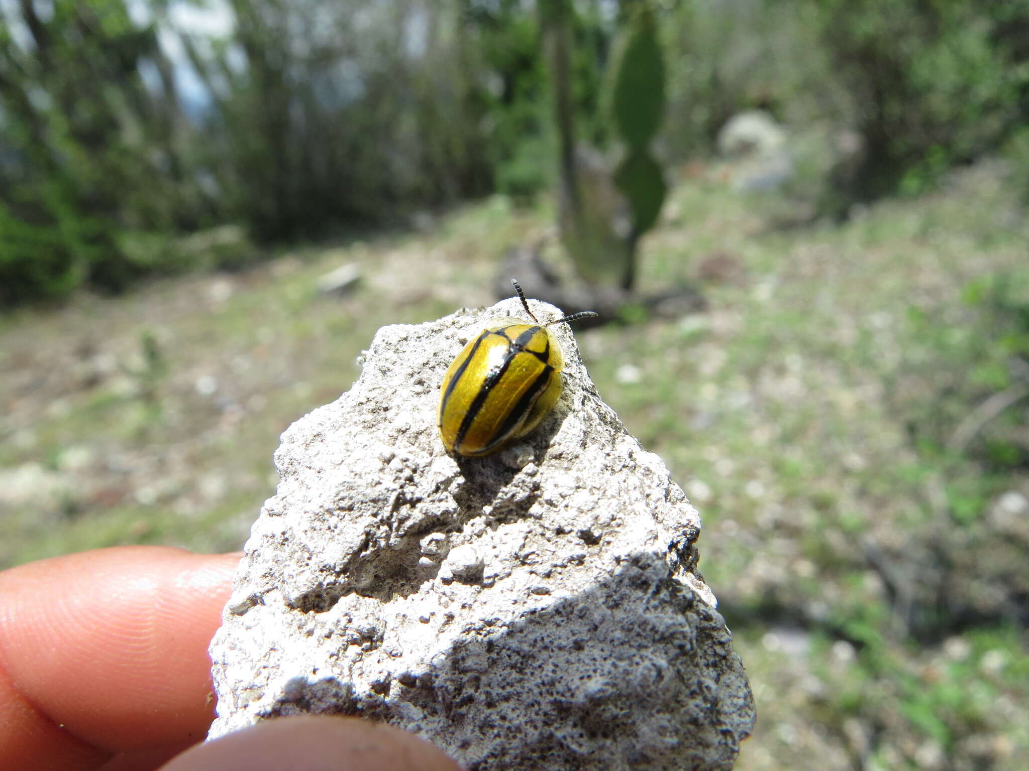 Слика од Physonota disjuncta (Chevrolat 1834)