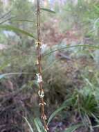 Image of Pimelea axiflora F. Müll.