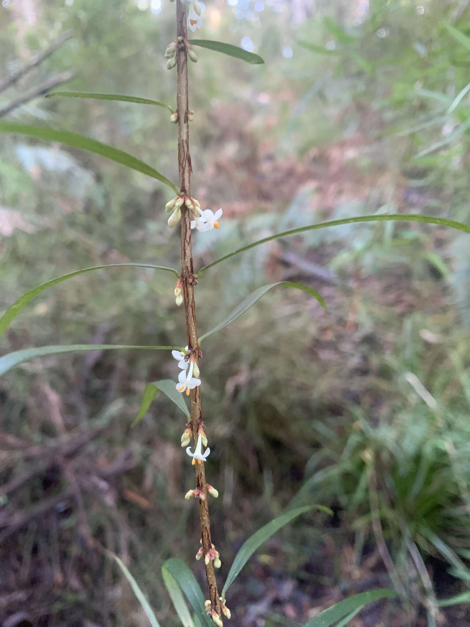 Image of Pimelea axiflora F. Müll.