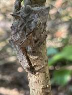 Image of Sumaco Horned Treefrog