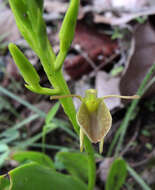 Image of tropical widelip orchid