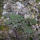 Image of Asplenium hispanicum (Coss.) Greuter & Burdet