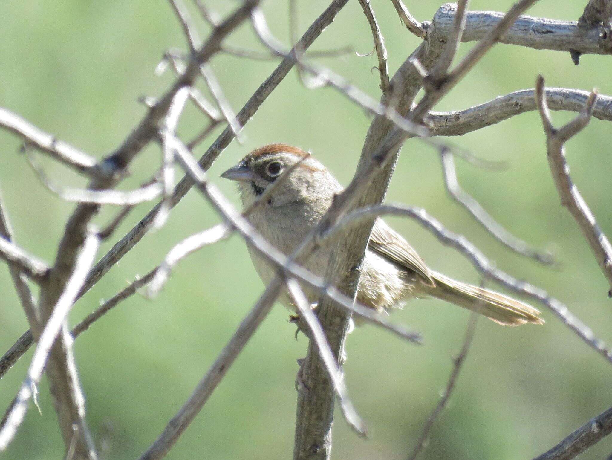 Image of Aimophila ruficeps canescens Todd 1922