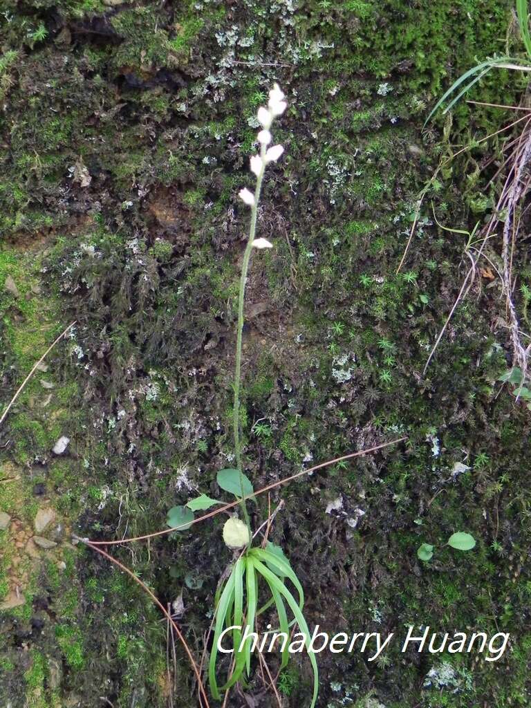 Image of Aletris spicata (Thunb.) Franch.