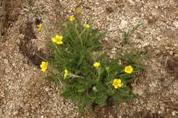 Image de Geum rossii var. turbinatum (Rydb.) C. L. Hitchc.