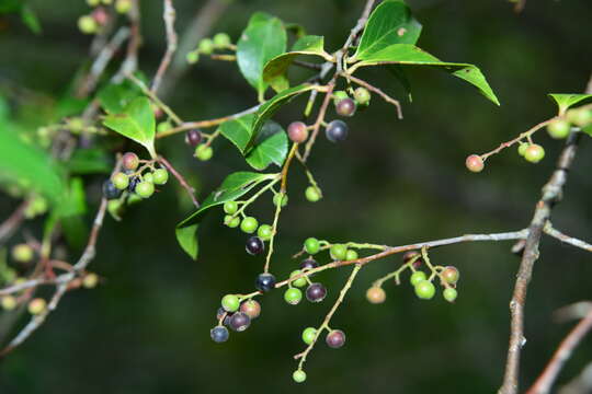 Image of sea bilberry