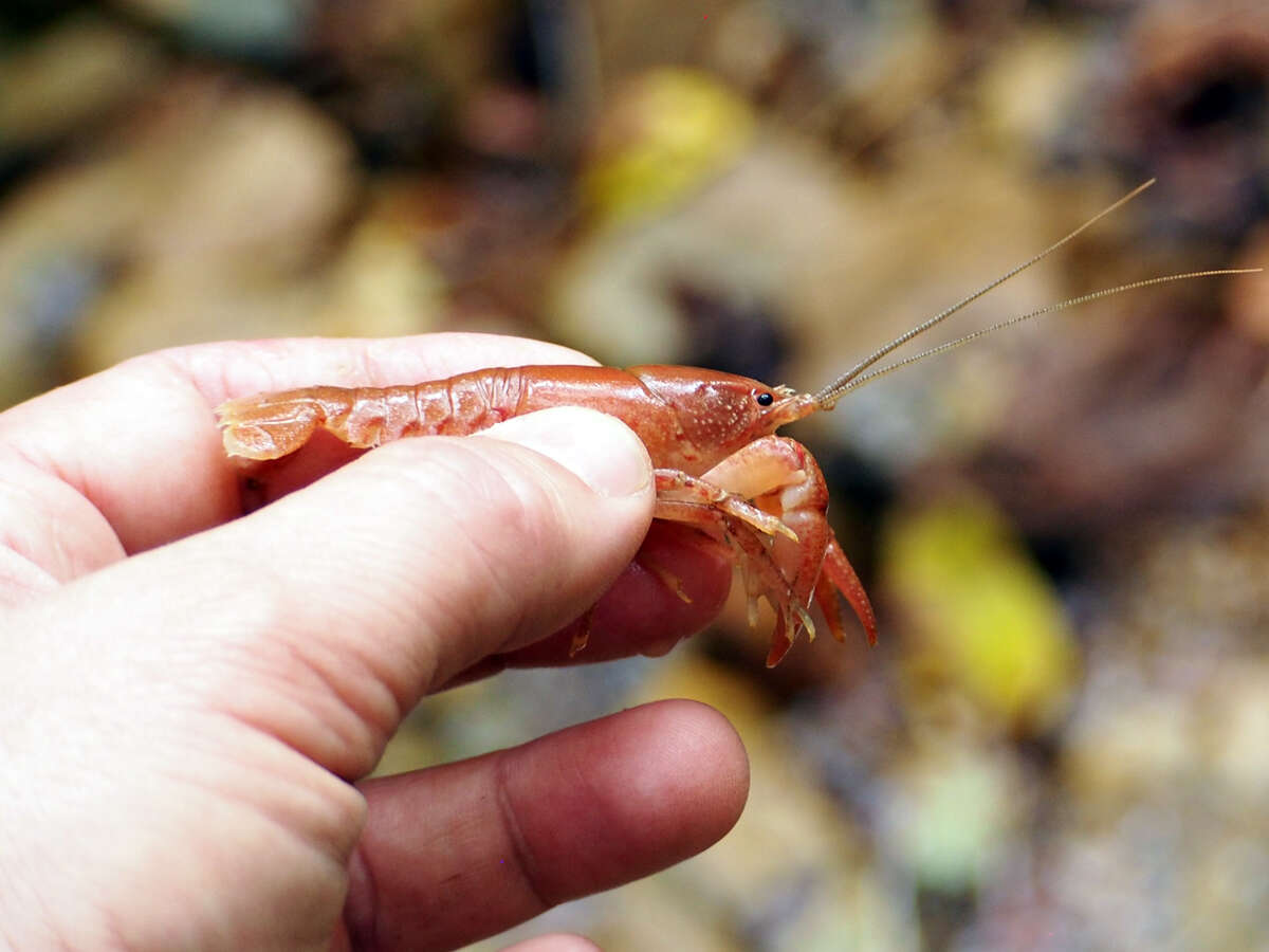 Imagem de Cambarus bartonii cavatus Hay 1902