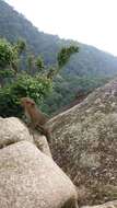 Image of Black-striped Squirrel