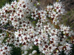 Sivun Kunzea ericoides (A. Rich.) J. Thompson kuva