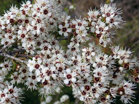 Sivun Kunzea ericoides (A. Rich.) J. Thompson kuva