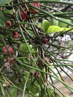 Image of Ephedra tweedieana C. A. Mey.