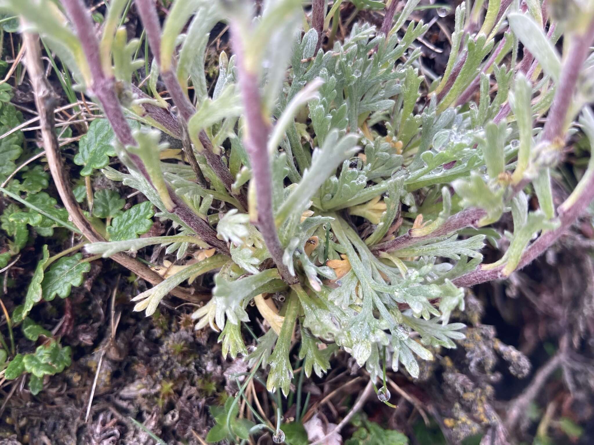 Image of Artemisia genipi Weber