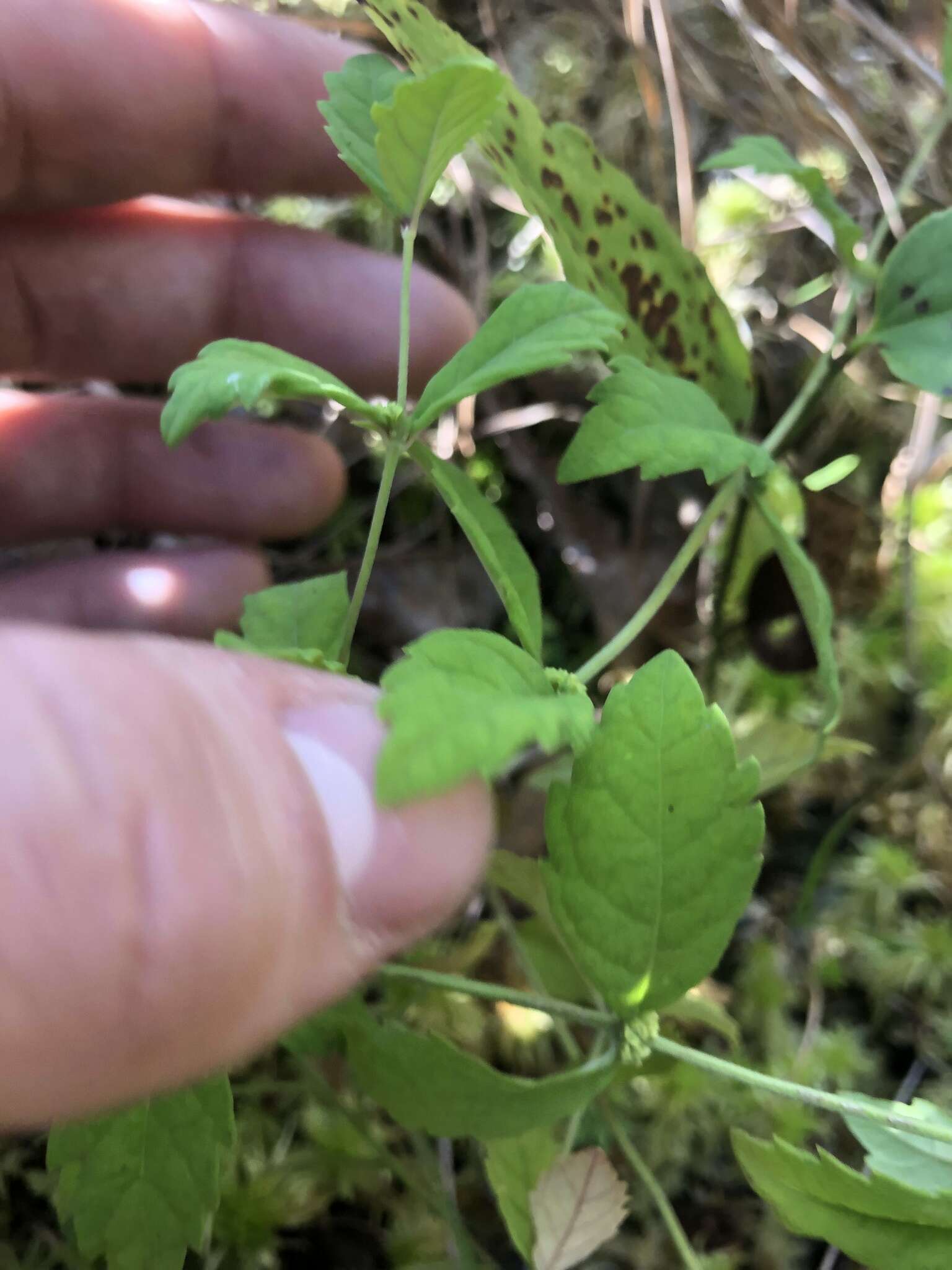 Image of Carolina Water-Horehound