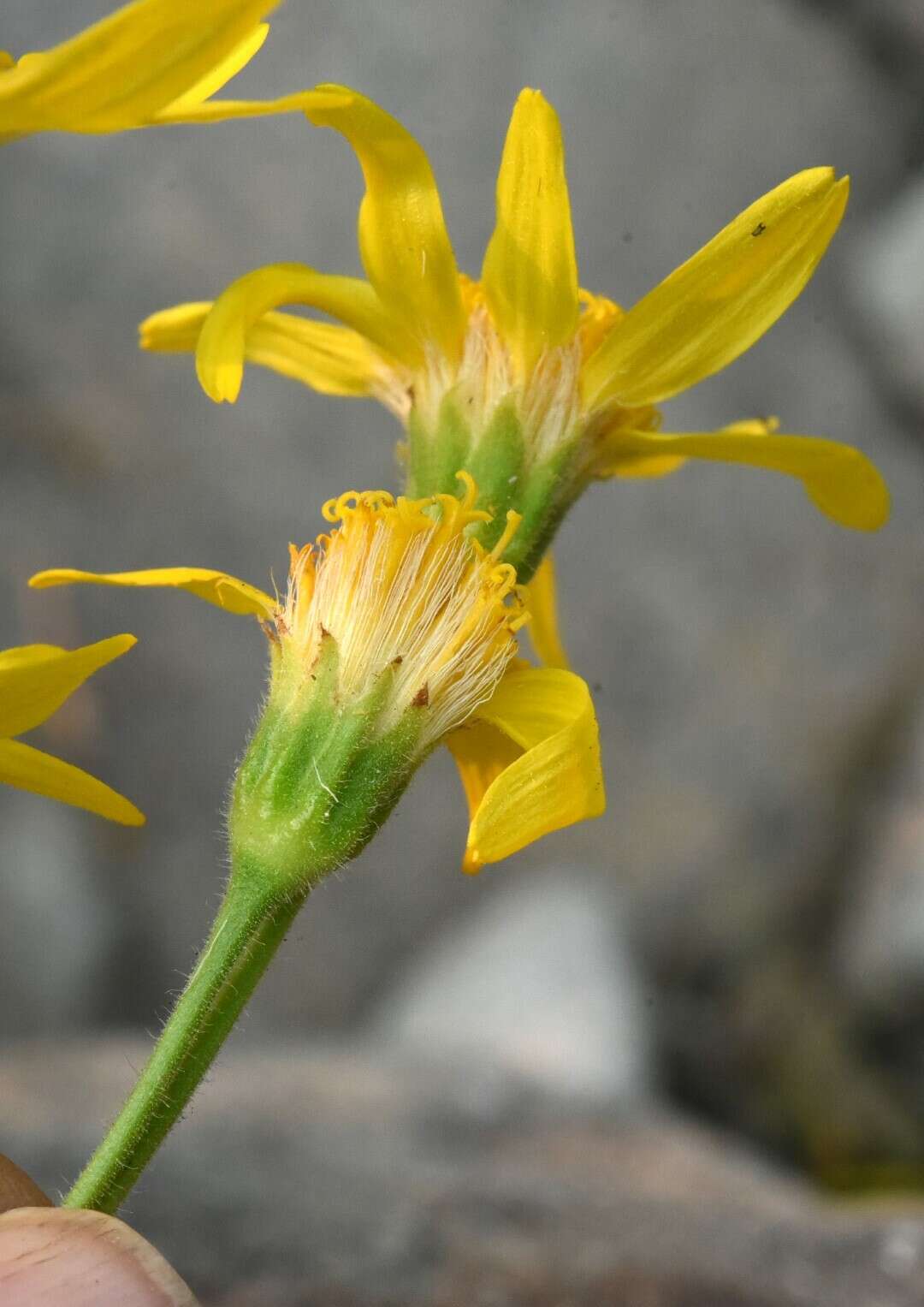 Image of lanceleaf arnica