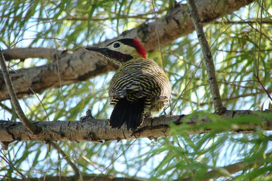 Image of Green-barred Woodpecker