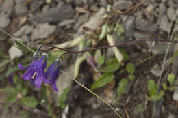 Image of Campanula collina Sims