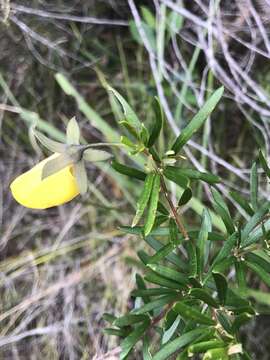 Plancia ëd Gompholobium latifolium Sm.