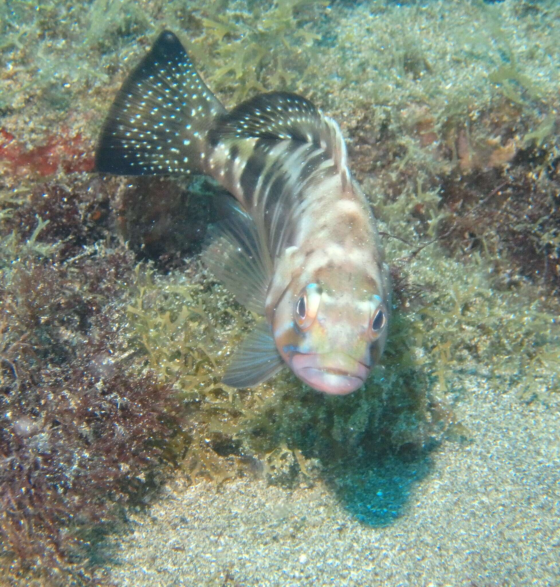 Serranus atricauda Günther 1874 resmi