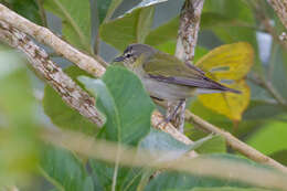 Image of Tennessee Warbler