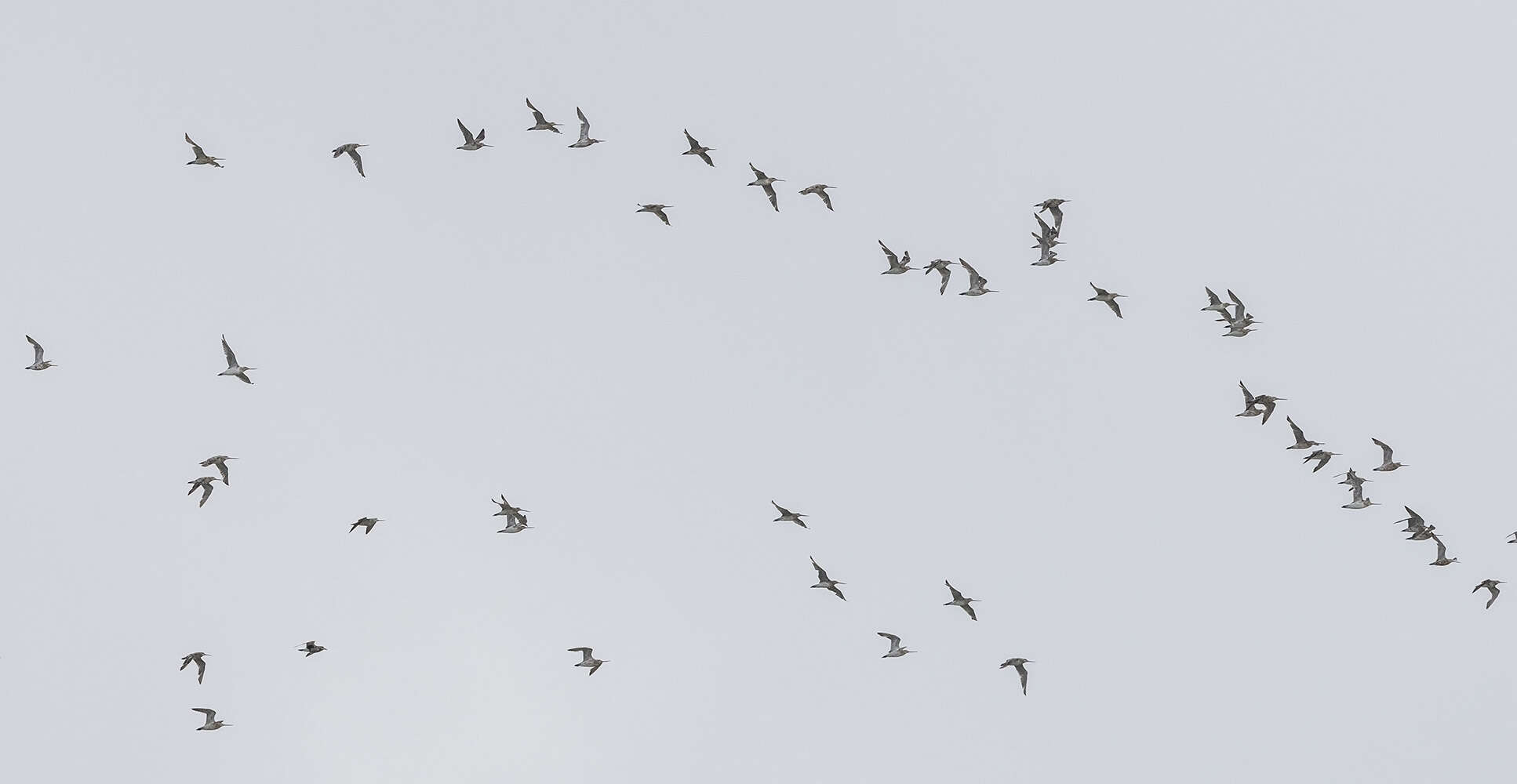 Image of Limosa lapponica lapponica (Linnaeus 1758)