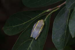 Image of Heterixalus luteostriatus (Andersson 1910)