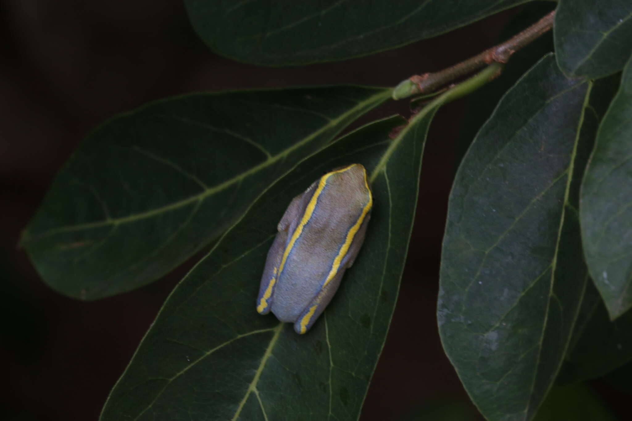 Image of Andranolava Reed Frog