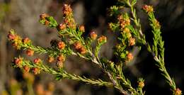 Erica subcapitata (N. E. Br.) E. G. H. Oliver resmi