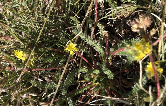 Image de Ivesia lycopodioides var. scandularis (Rydb.) Ertter & Reveal