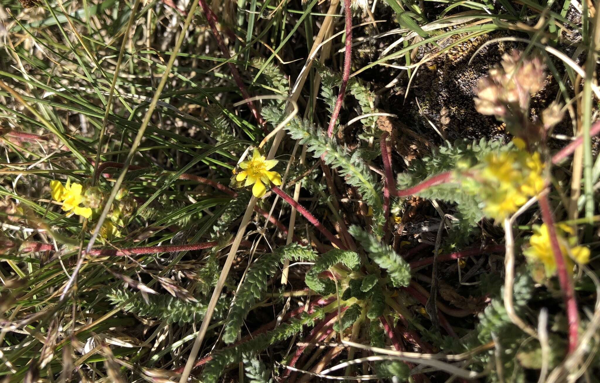 Image of clubmoss mousetail