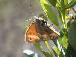 Image of Common Ringlet