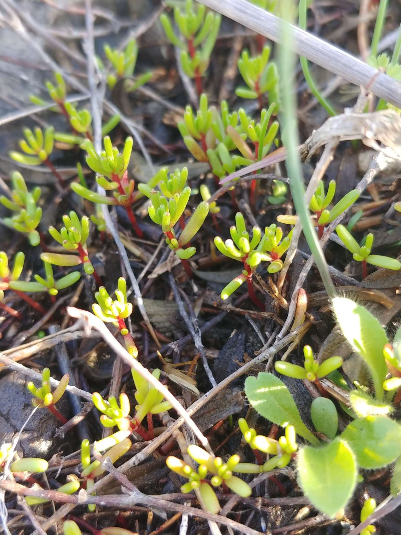 Image of Crassula vaillantii (Willd.) Roth