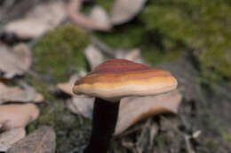 Image of lingzhi mushroom