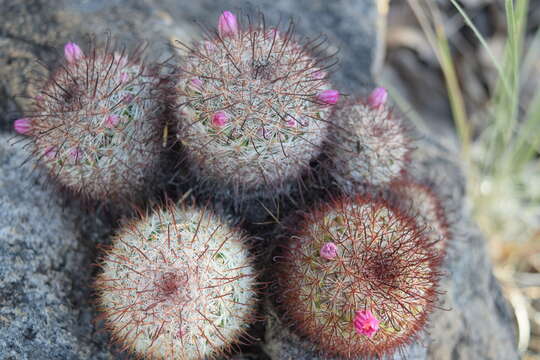 Mammillaria jaliscana subsp. jaliscana的圖片