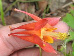 Слика од Aquilegia desertorum (M. E. Jones) Cockerell ex Heller