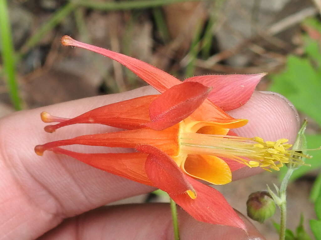 Image of desert columbine