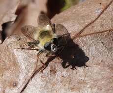 Image of Criorhina verbosa (Walker 1849)