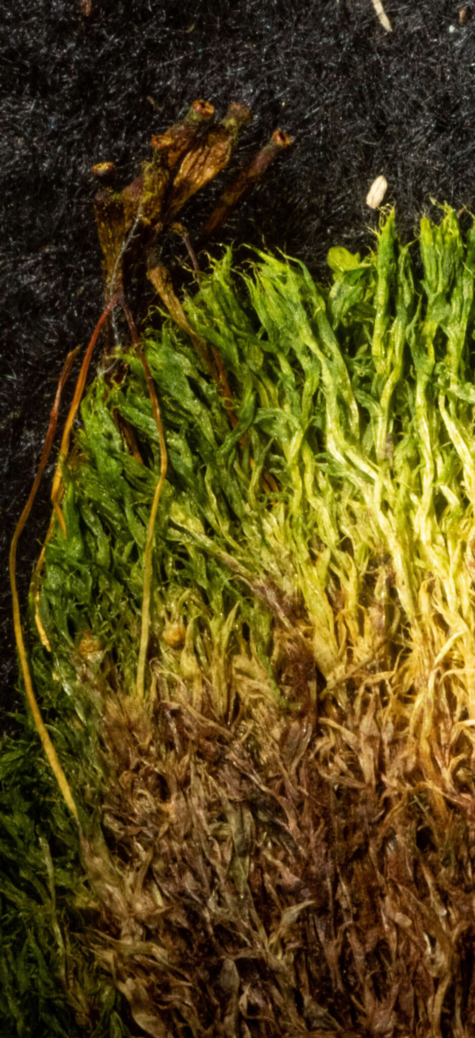 Image of Black fruited stink moss