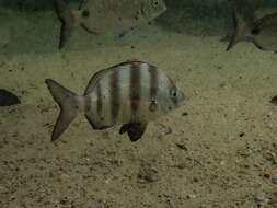 Diplodus hottentotus (Smith 1844) resmi