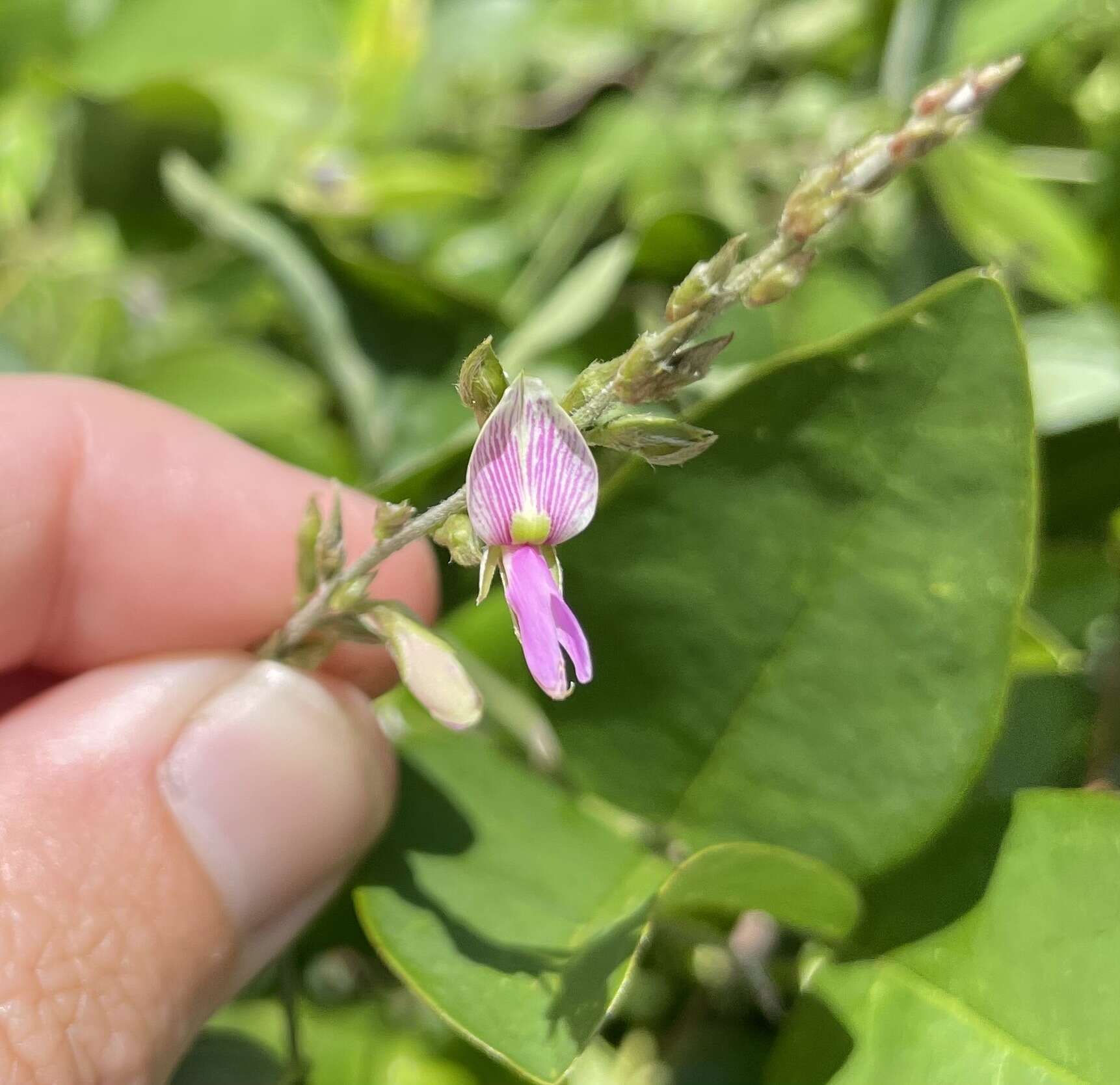 Image of Florida hammock milkpea