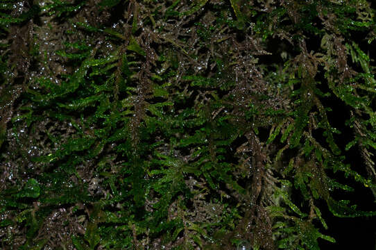 Image of palustriella moss