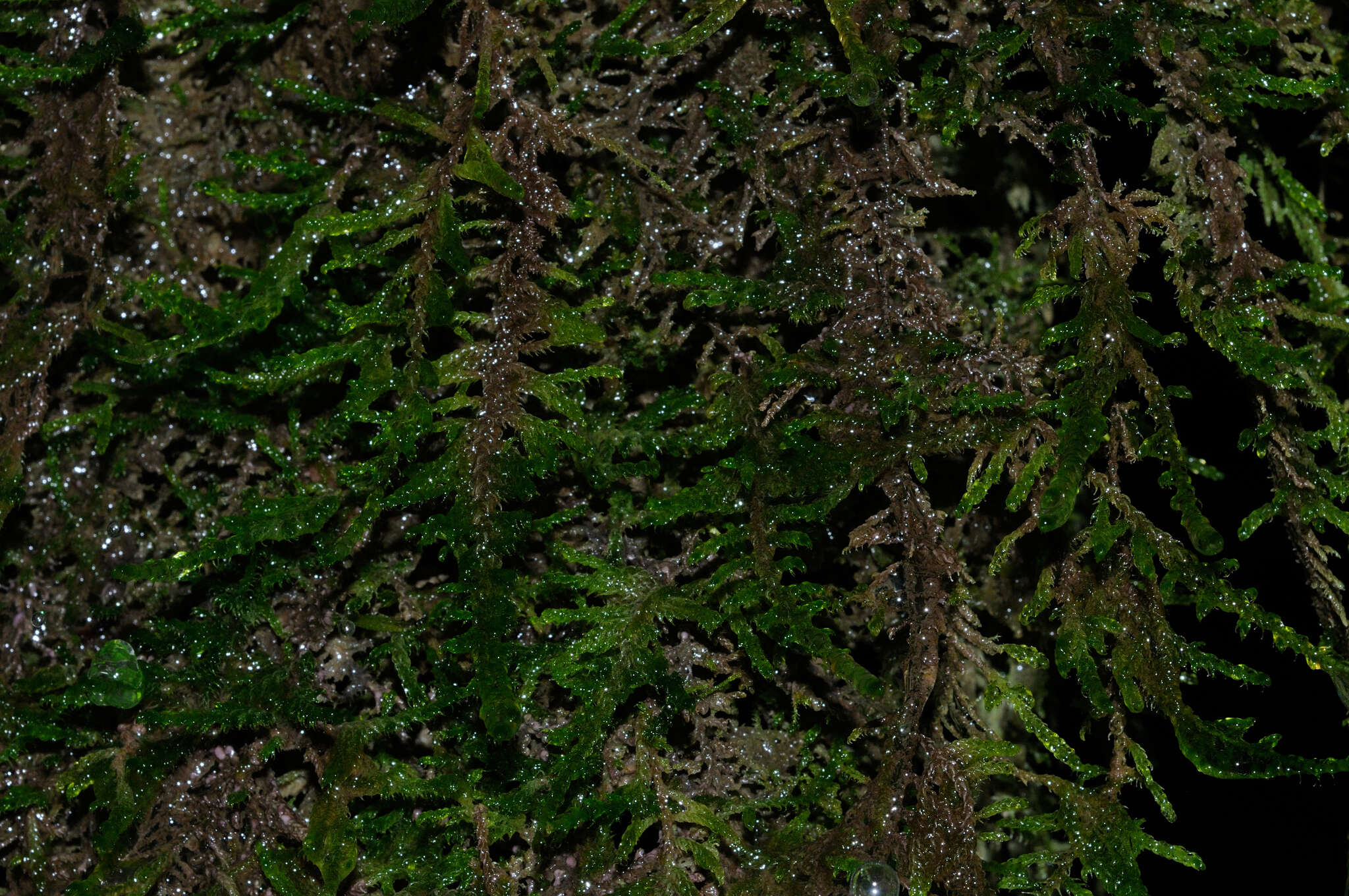 Image of palustriella moss