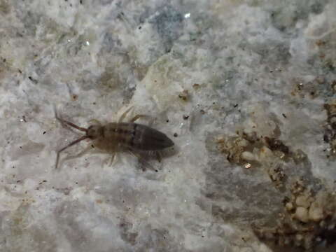 Image of Springtail