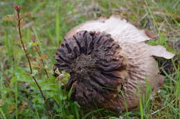 Image of Lycoperdon utriforme Bull. 1791