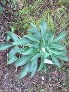 Image of Corsican hellebore