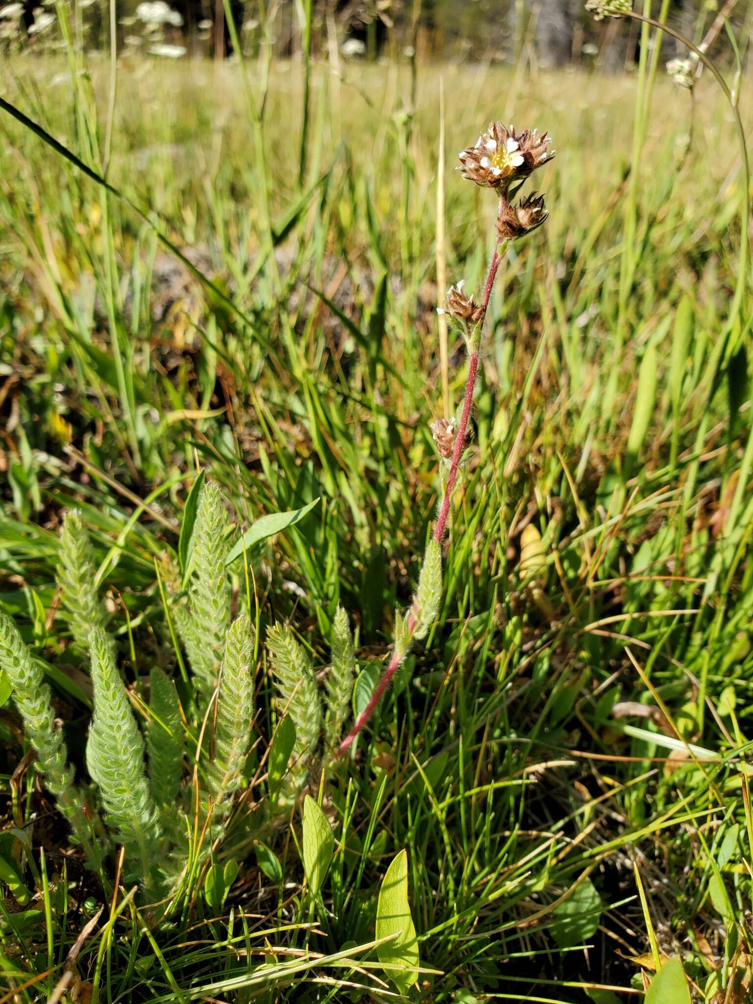 Image of Yosemite mousetail