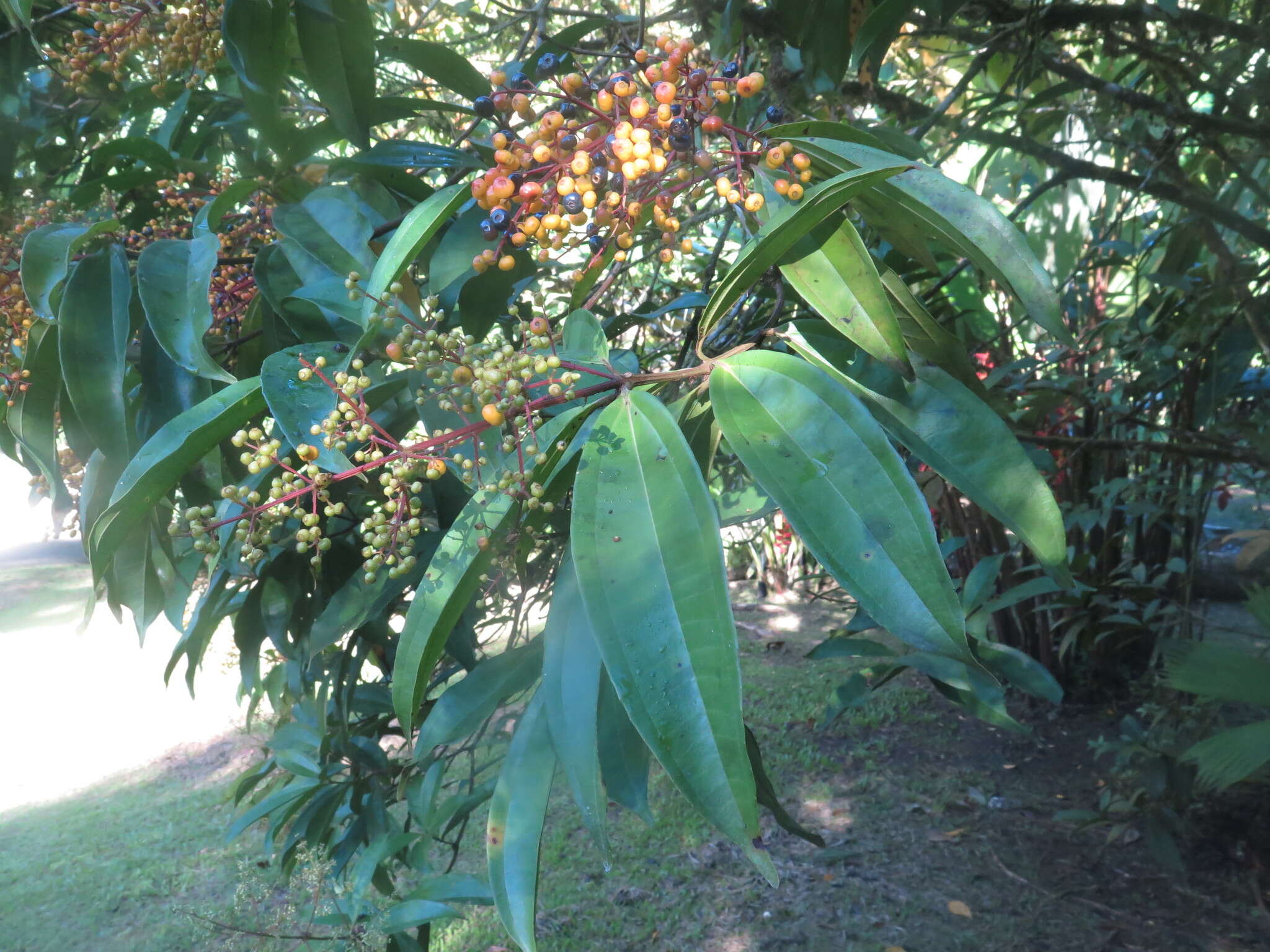 Plancia ëd Miconia longifolia (Aubl.) DC.