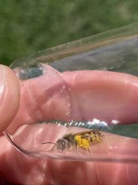 Image of Andrena erythrogaster (Ashmead 1890)