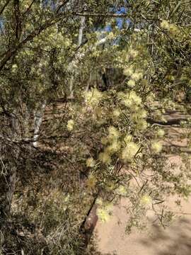 Sivun Melaleuca glomerata F. Müll. kuva