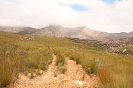 Plancia ëd Leucadendron ericifolium R. Br.